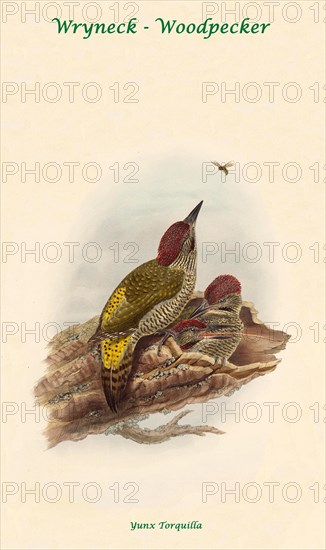 Wryneck - Woodpecker