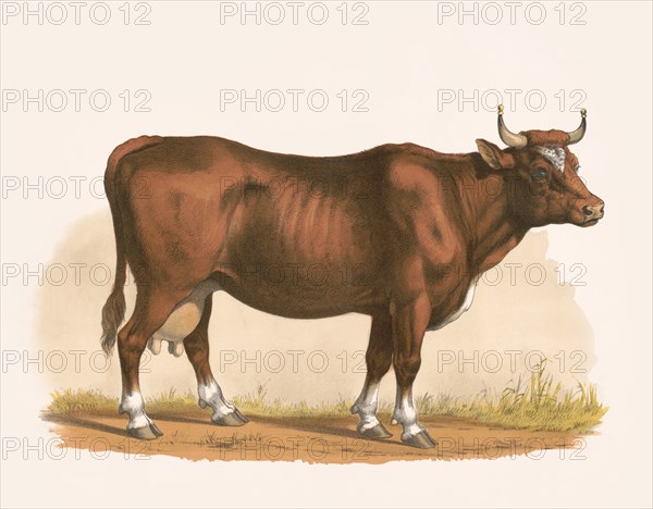 Cow