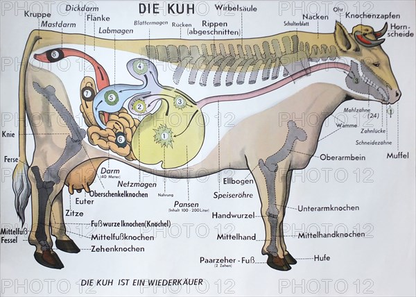 Die Kuh