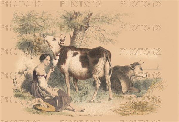 Woman beside two cows