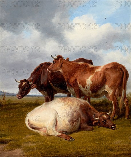 Cattle Grazing