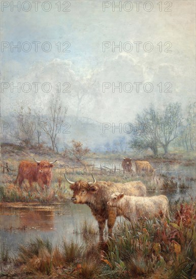 A misty morning, Scotch cattle