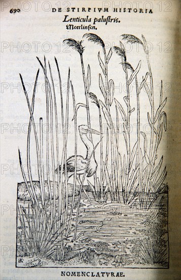 Illustration