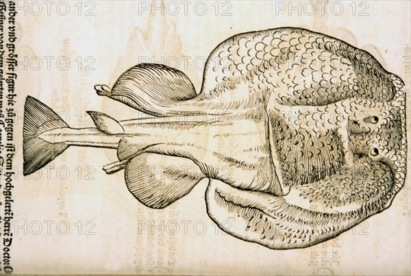 Illustration