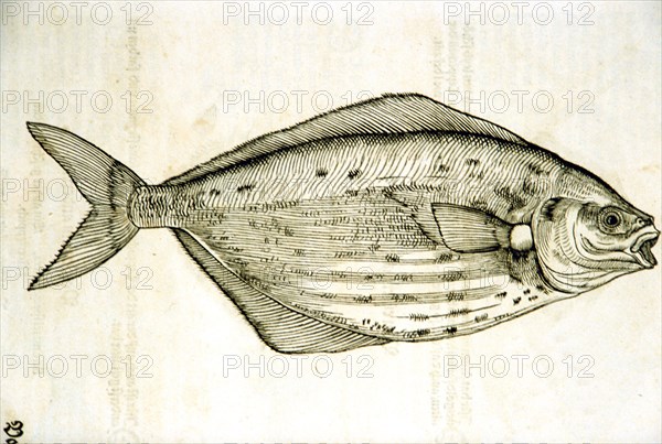 Illustration