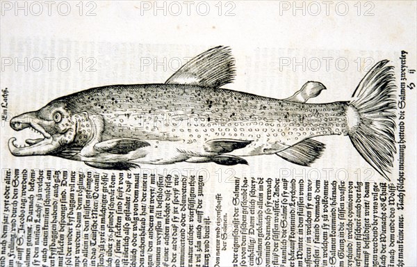 Illustration