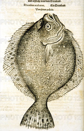 Illustration