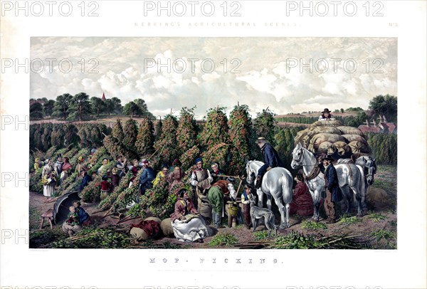 Hop - picking - picking hops ca. 1857