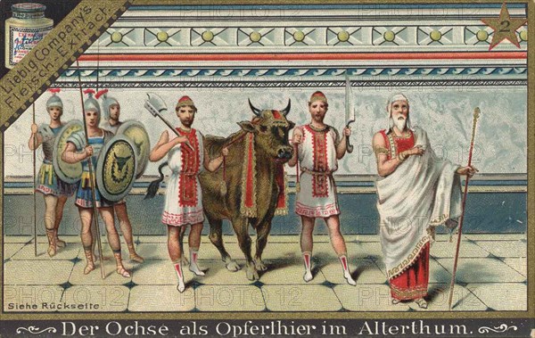 Series Of Pictures About The Oxen