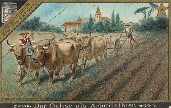 Series Of Pictures About The Oxen