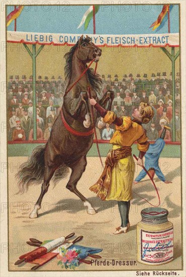 Series Horse Training In The Circus