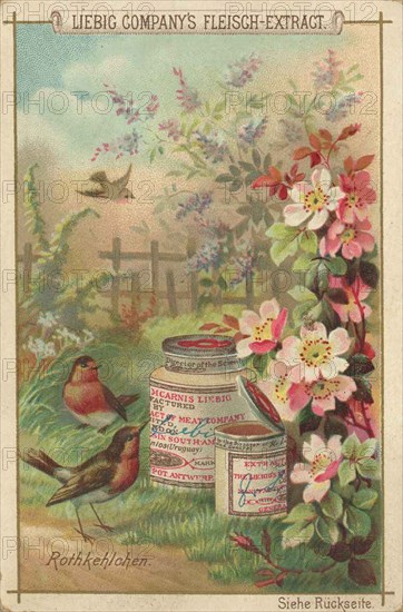 Native Birds Series