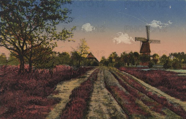 Landscape In The Lüneburg Heath With Heather And A Mill