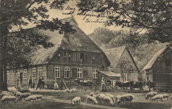 Lower Saxon Farm With Pigs In The Lüneburg Heath