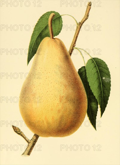Pear Of The Variety The Van Mons Leon General Leclerc Pear