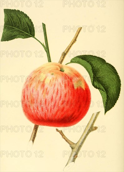 The Northern Spy Apple