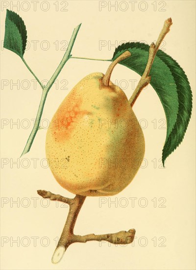 Pear Of The Swan'S Orange Pear Variety