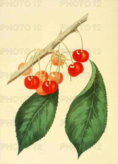 Cherry Of The Sweet Montmorency Cherry Variety