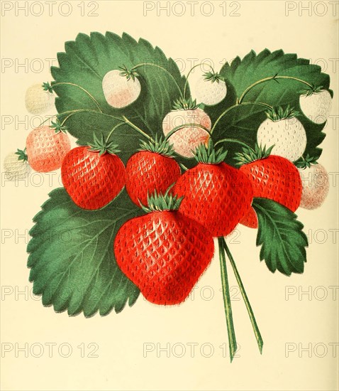 Strawberry