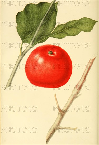 Apple Of The Red Astrakhan Apple Variety