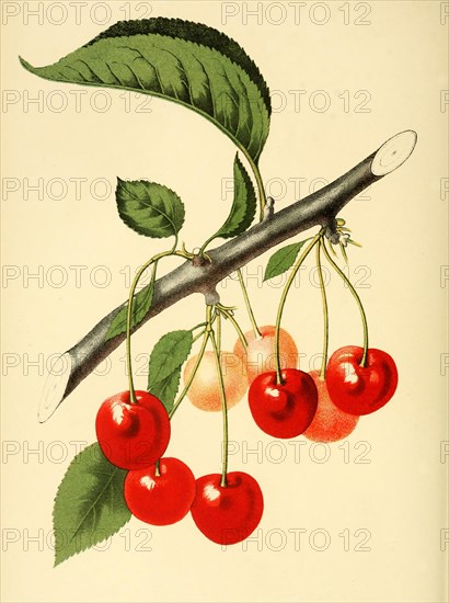 The Late Duke Cherry Variety