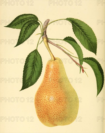 Pear Of The Louise Bonne Of Jersey Variety