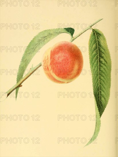 Peach Of The Variety The Early York Peach