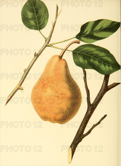 Pear Of The Paradise D'Automne Pear Variety