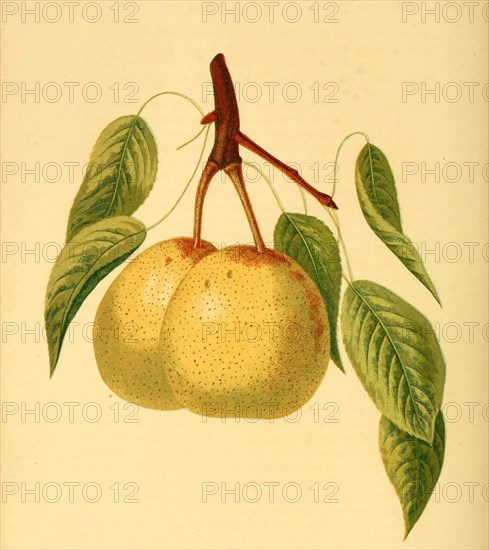 Dearborn'S Seedling Pear