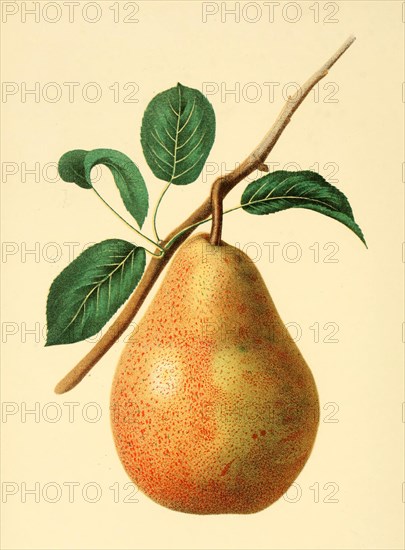 Pear Of The Dix Pear Variety