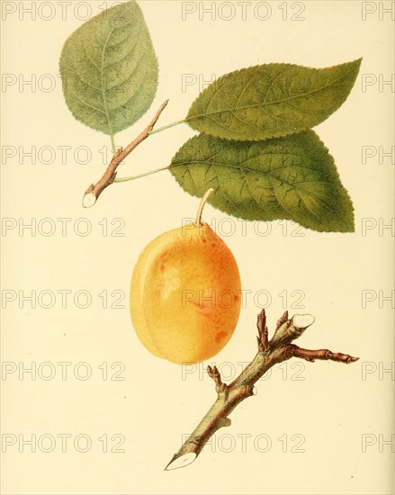 Coe'S Golden Drop Plum Variety