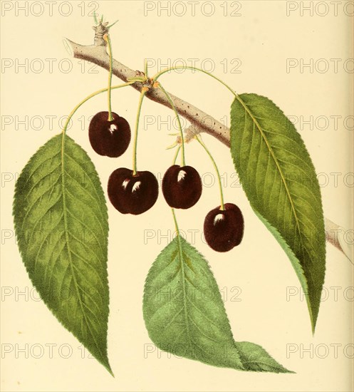 Cherry Of The Black Eagle Cherry Variety