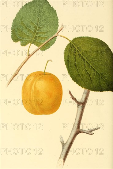 Plum Of The Washington Plum Variety