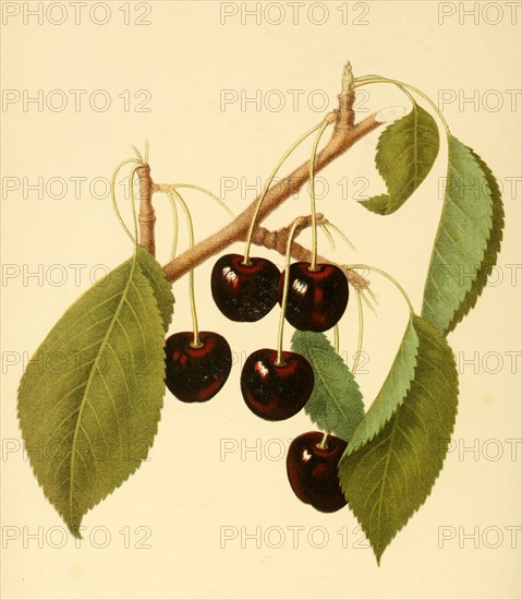 Cherry Of The Early Purple Guigne Cherry Variety