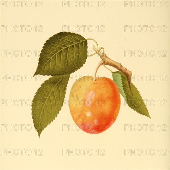 Plum Of The Thomas Plum Variety