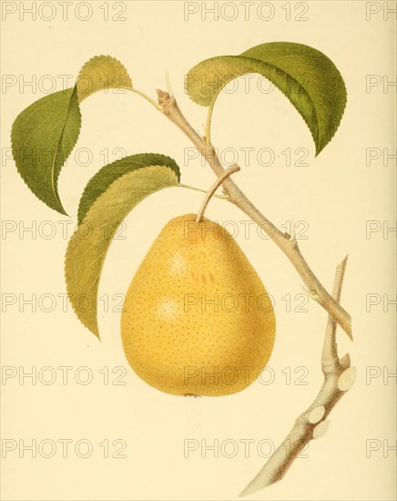 Pear Of The Golden Beune Of Bilboa Pear Variety