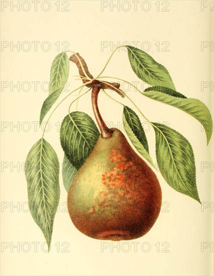 Brandywine Pear Variety