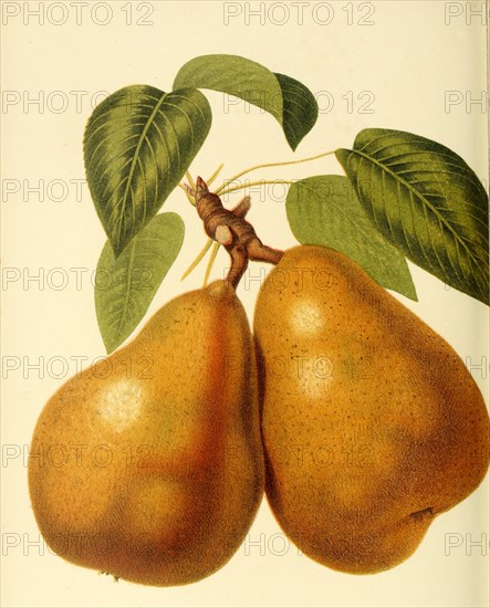 Pear D'Albret Variety