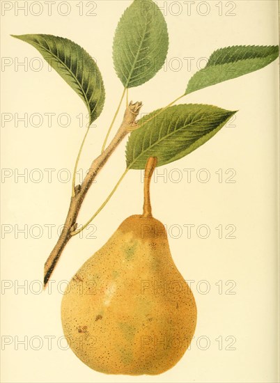 Pear Of The St. Michael Archangel Pear Variety