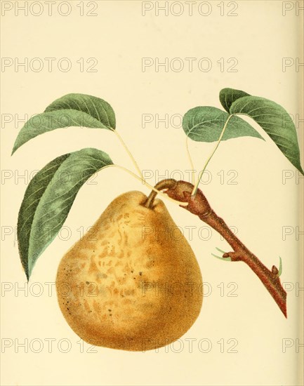 Beurre Gris D'Hiver Pear Variety
