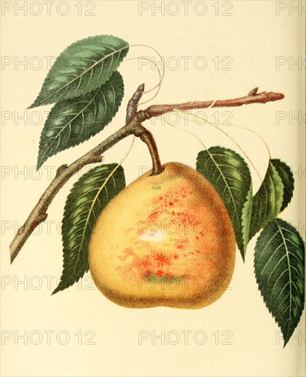 Pear Of The White Doyenne Pear Variety