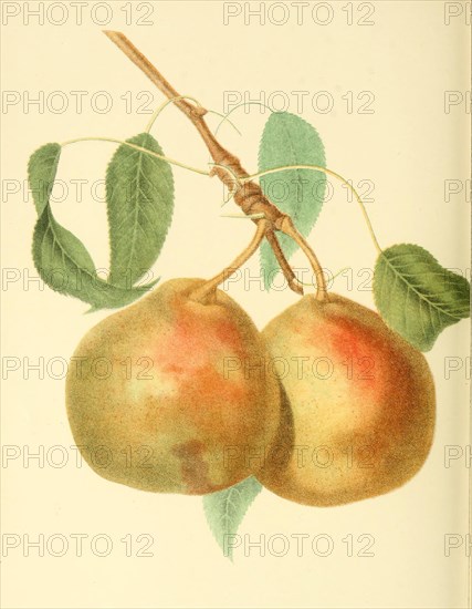 Pear Of The Beurre Beaumont Pear Variety