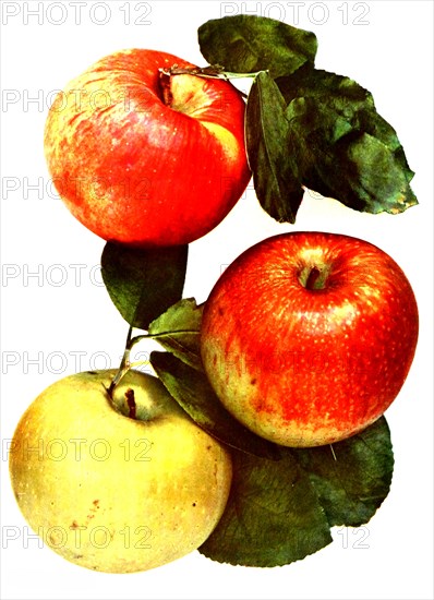 Variety Apples: 1. Red Astrakhan