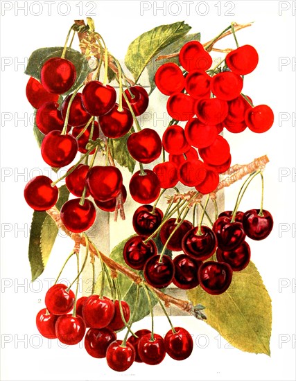 Cherry Variety: 1. Large Montgorency