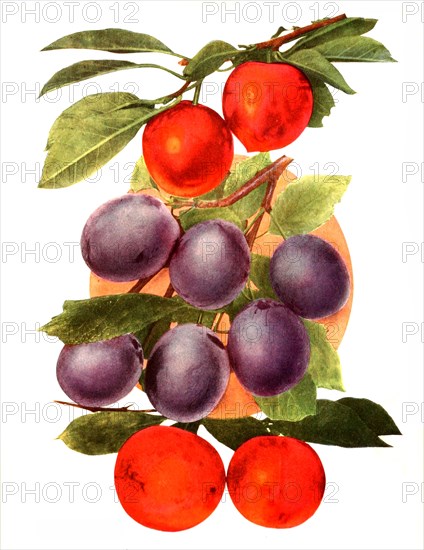 Plums Of Variety: 1. Abundance