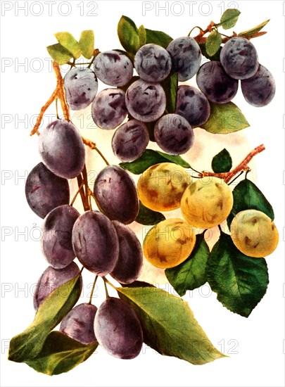 Plums Of The Variety: 1