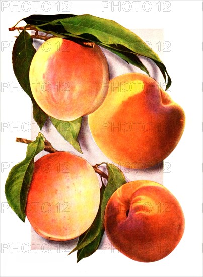 Varieties Of Peaches: 1. Carman