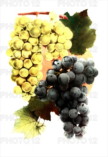 Grape Variety: 1. Niagara