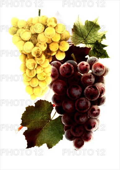 Grape Variety: 1. Moore'S Diamond