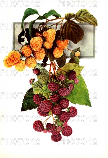 Raspberries Of The Variety: 1. Golden Queen